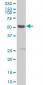 RXRA Antibody (monoclonal) (M05)